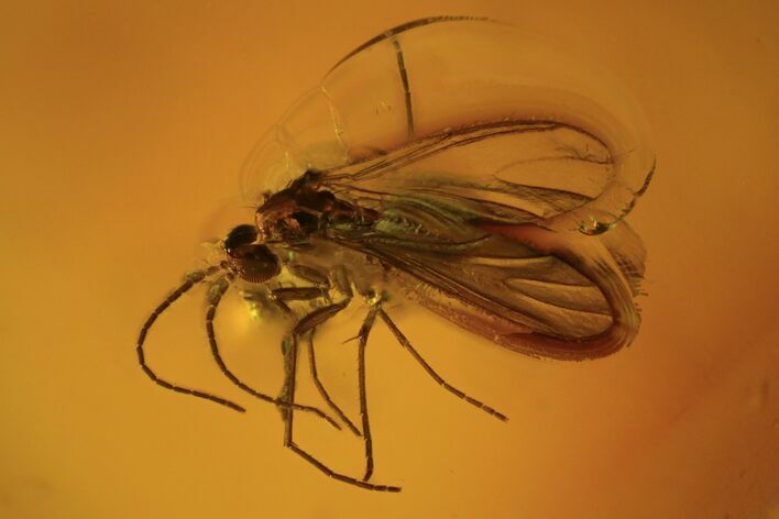 Fossil Fly (Diptera) In Baltic Amber #109475